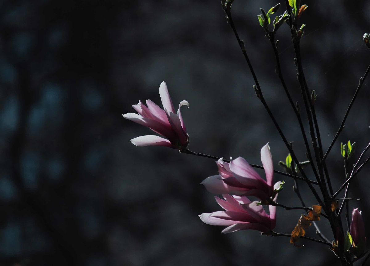 阳春三月满树银花