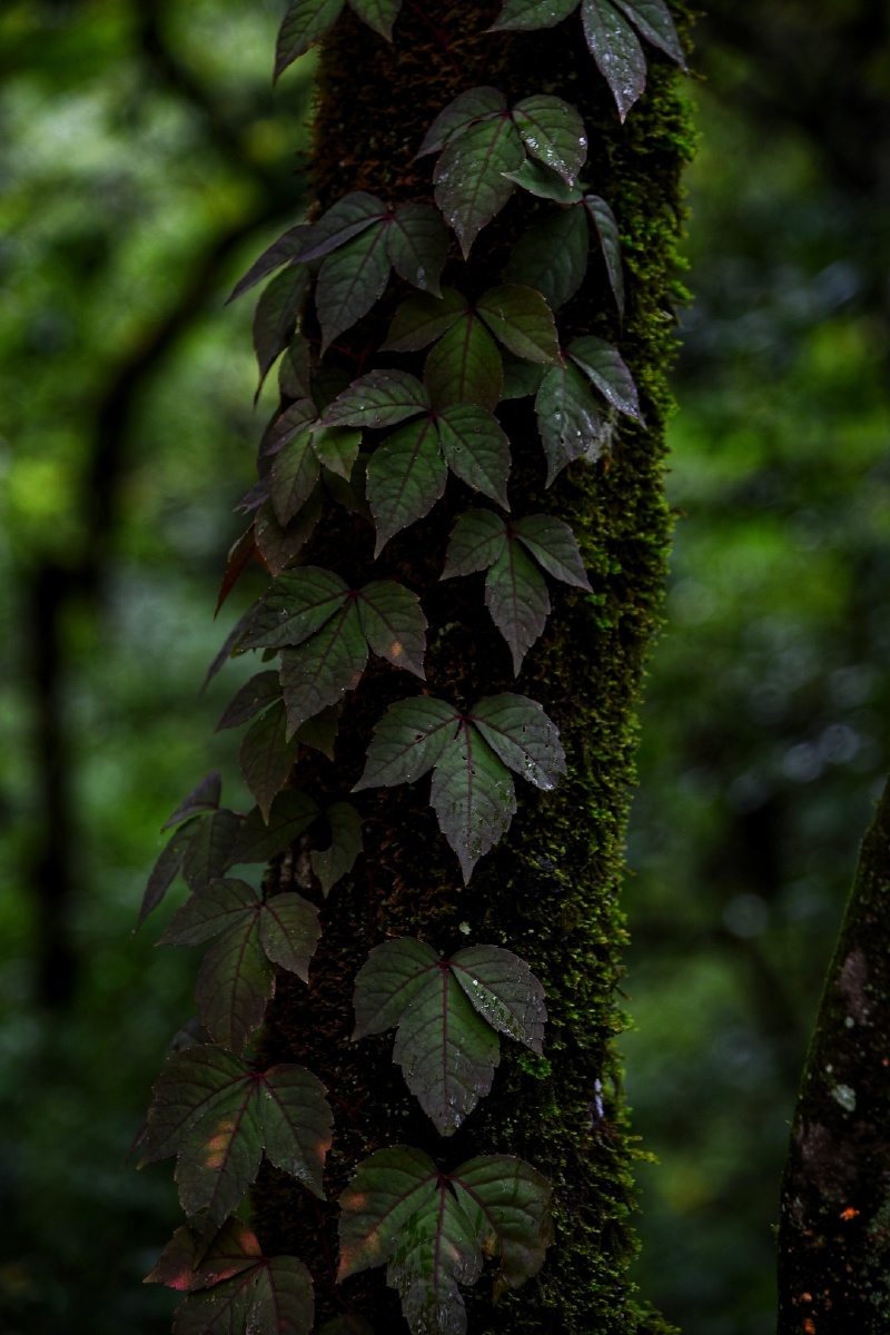 雨中的原始森林
