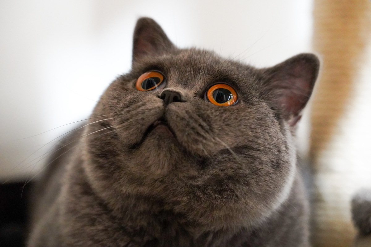 蓝胖子小肥猫大脸猫