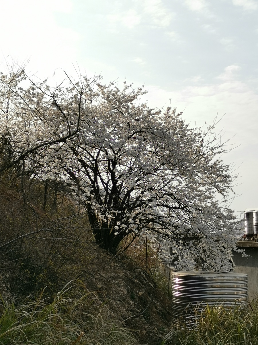 大幕山顶随处可见的野生樱花树