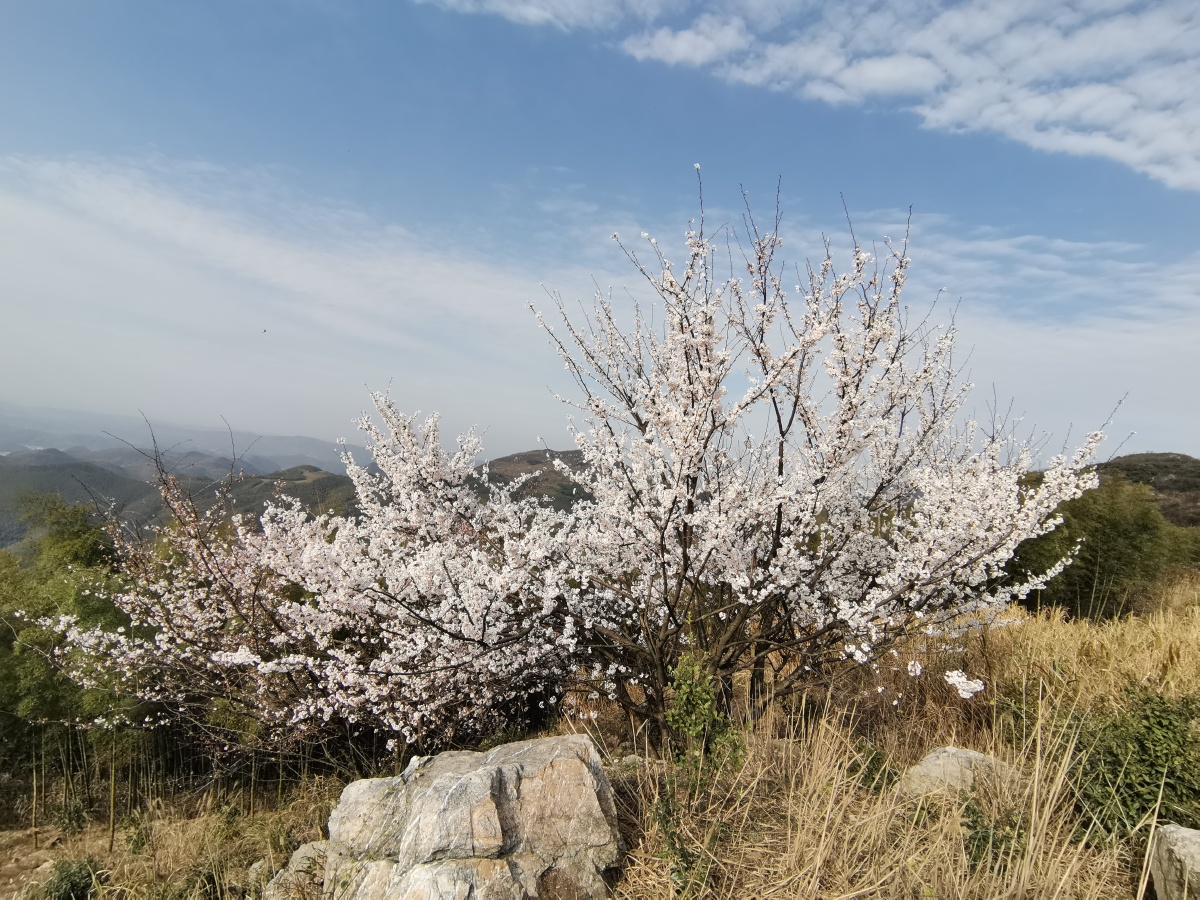 大幕山顶随处可见的野生樱花树