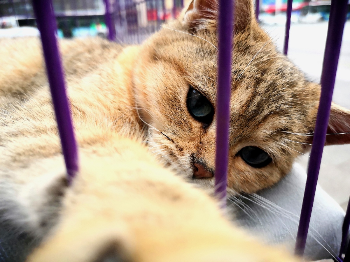 商铺门口的猫咪正在睡觉被惊醒后见我拍它伸爪爪抢手机