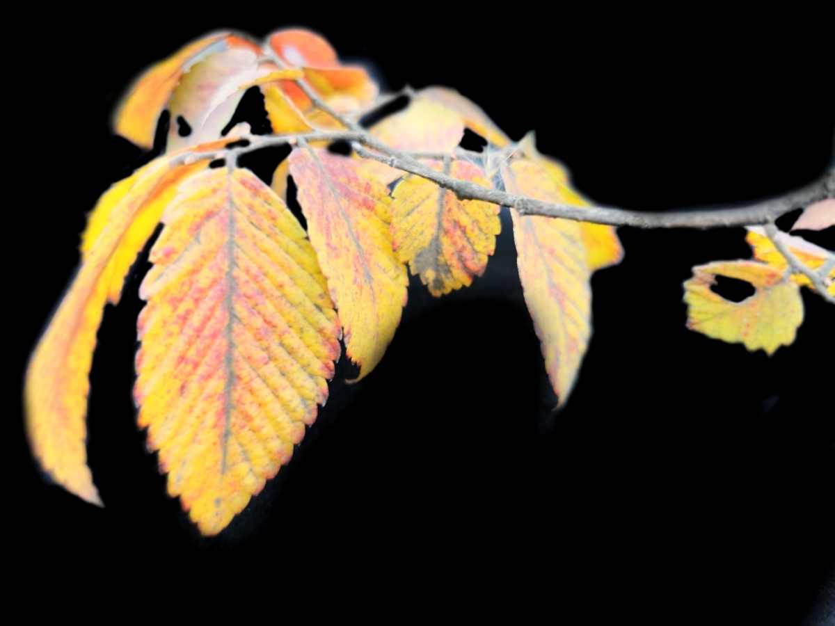 今天坐地铁2号线去了无锡东站见到榉树叶非常美随手拍了几张