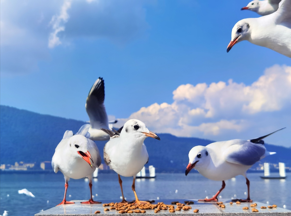 昆明的好朋友红嘴海鸥
