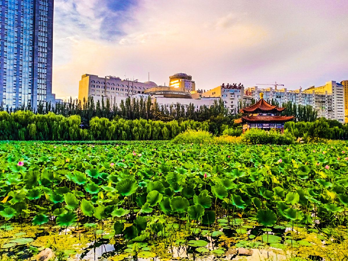 夏天的青城公园