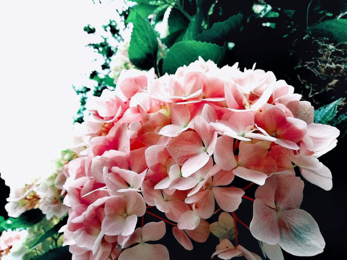 彩色绣球花 - 南星0712 - 图虫