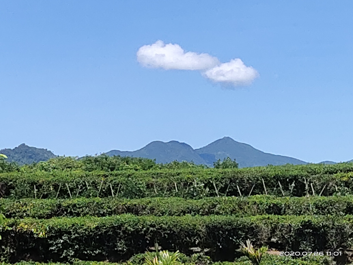 海南白沙茶园游最后一张名为美女峰