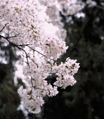 989C24F7-5EF5-40E1-8EB3-4589F97FDAF7/L0/001