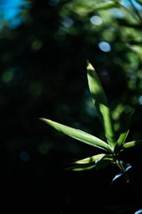 20220706-DSC_5033