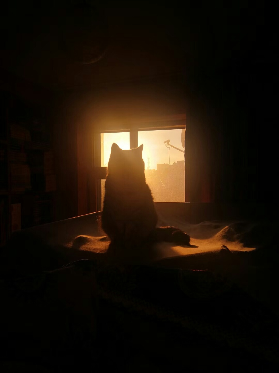 夕阳下的小猫咪