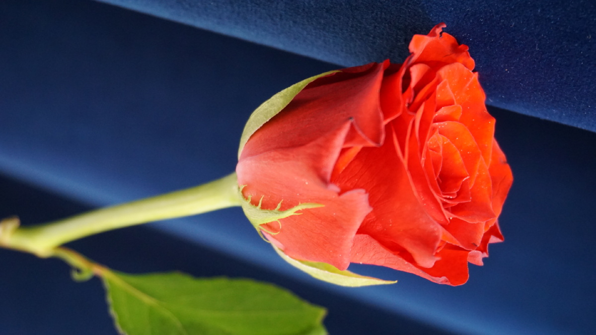 红玫瑰珍爱月季红色红蓝