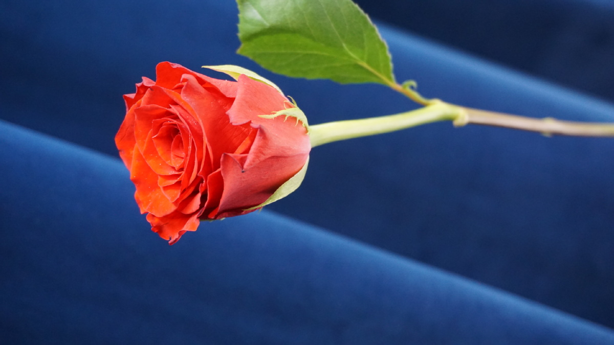 红玫瑰珍爱月季红色红蓝