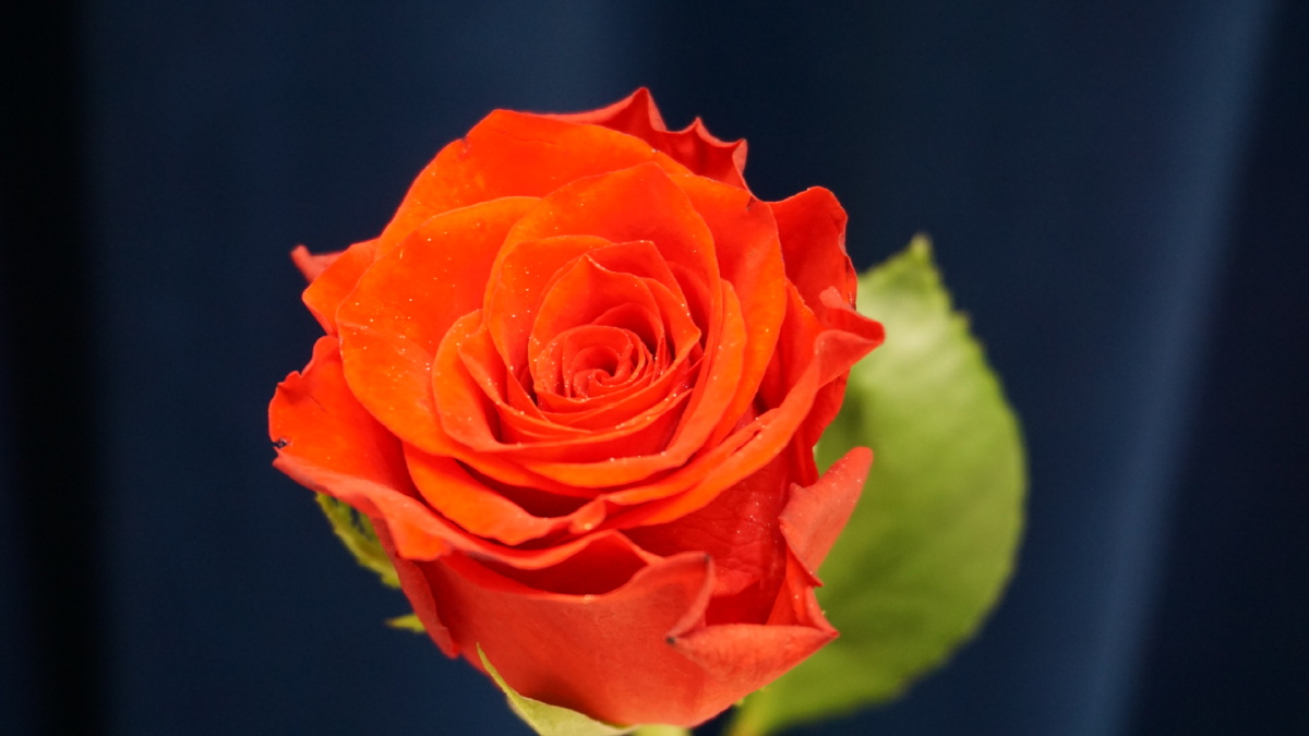 红玫瑰珍爱月季红色红蓝