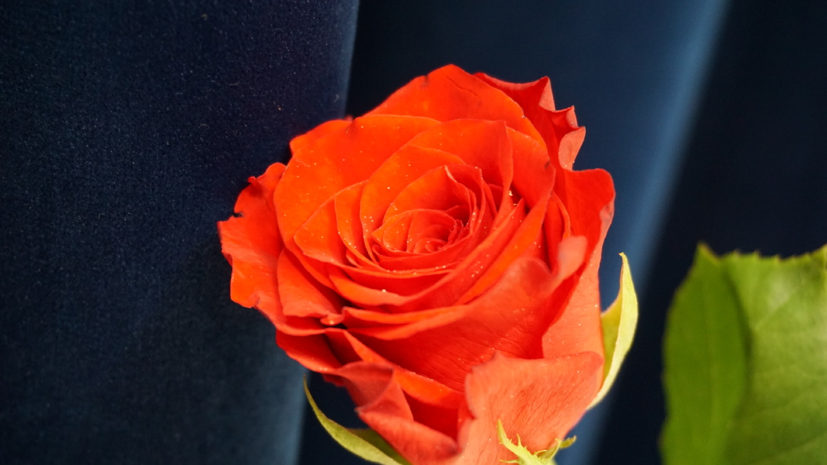 红玫瑰珍爱月季红色红蓝