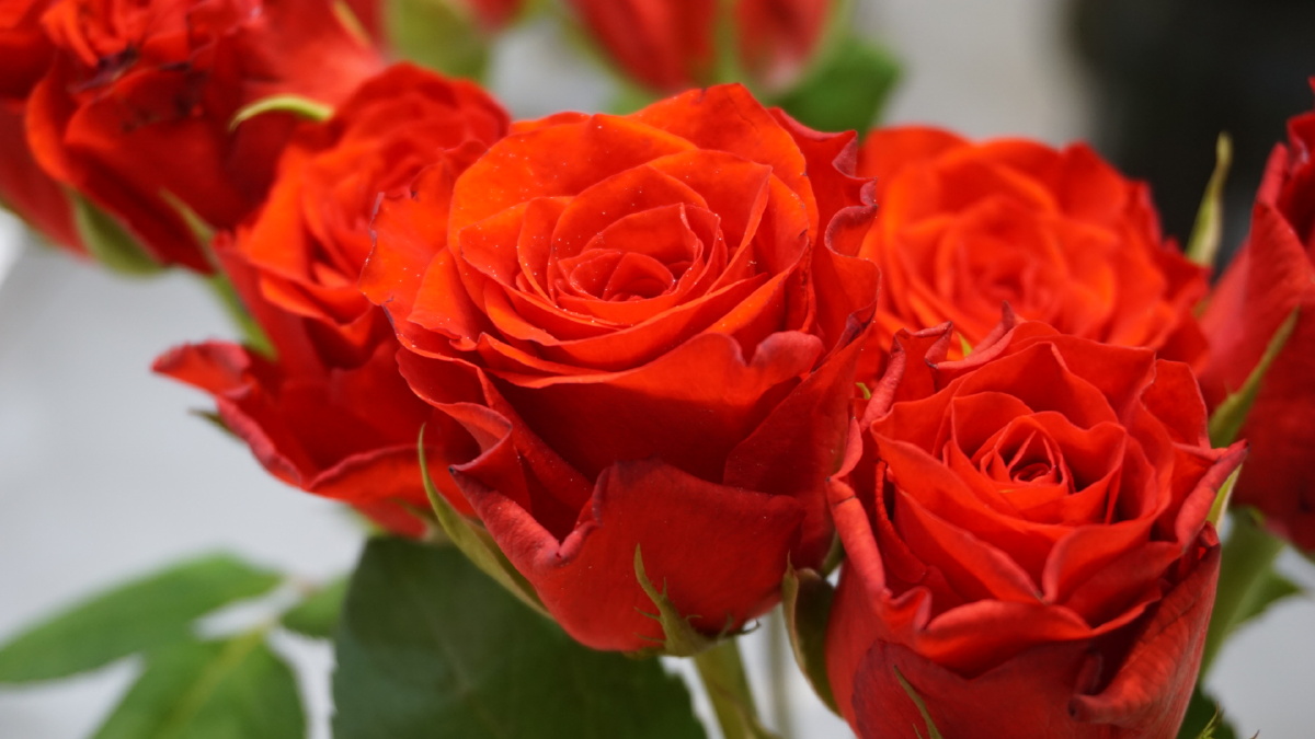 红玫瑰珍爱月季红色红蓝