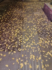 1000042119