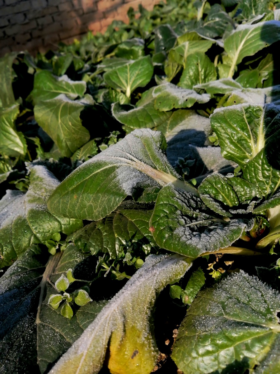 菜园里的蔬菜也感受到了这个冬天的热情