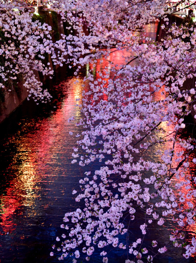 富士山樱花树下的约定