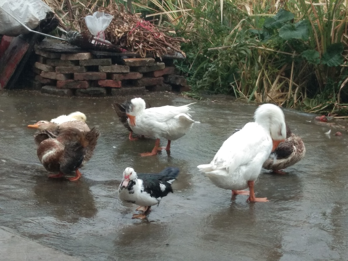 这是自己家的小鸭子