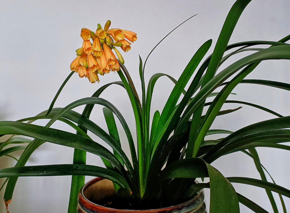 细叶黄花君子兰是窄叶片开黄色花朵的君子兰是从南非澳大利亚日本等国