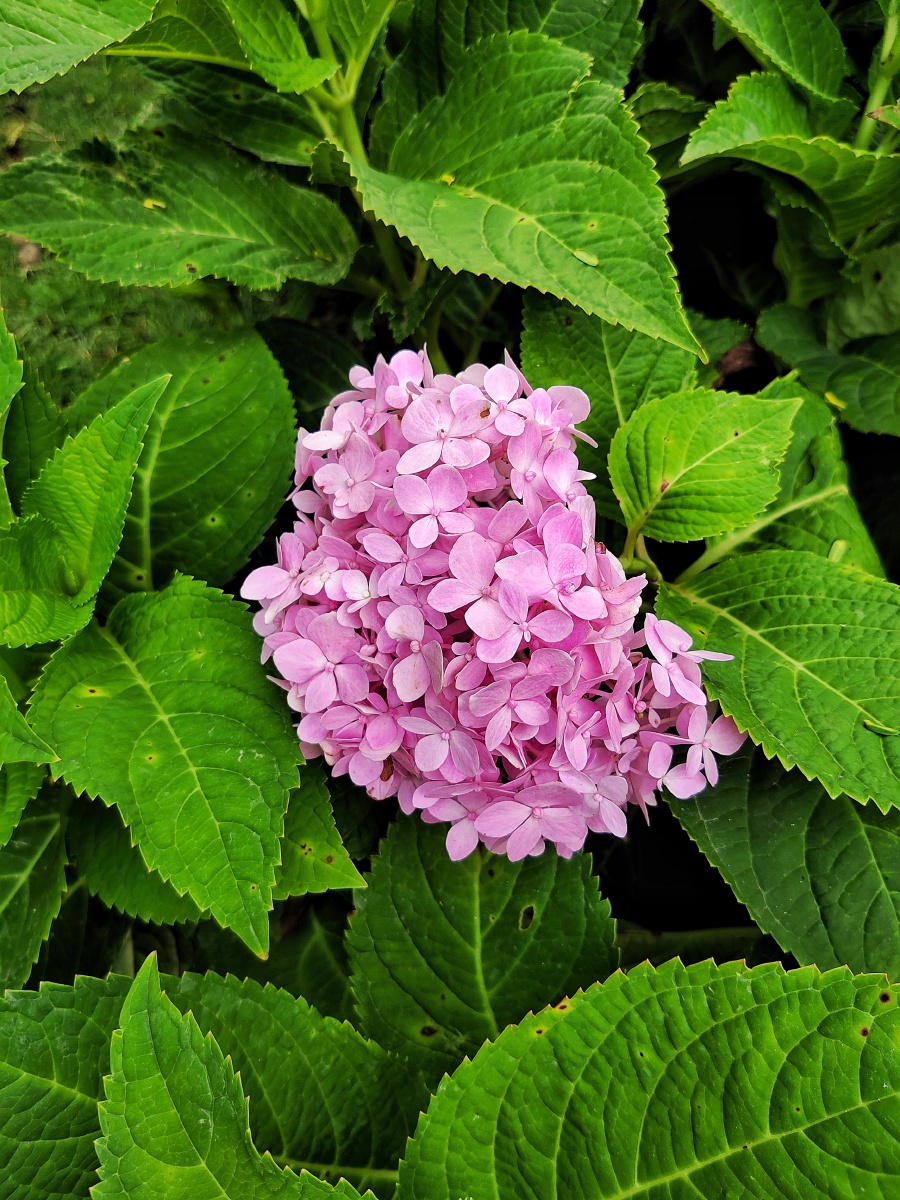绣球 别名:八仙花,粉团花,草绣球,紫绣球,紫阳花,为绣球花科植物.