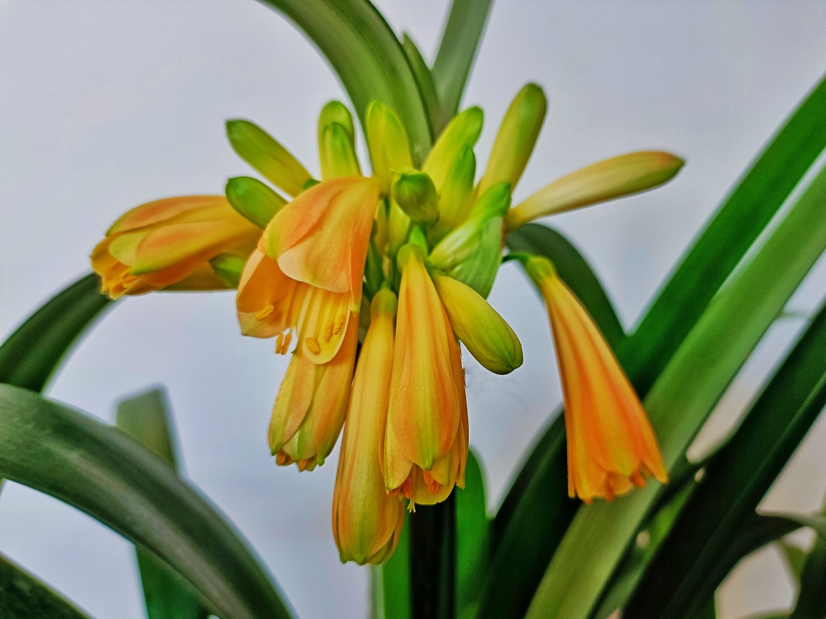 细叶黄花君子兰是窄叶片开黄色花朵的君子兰是从南非澳大利亚日本等国