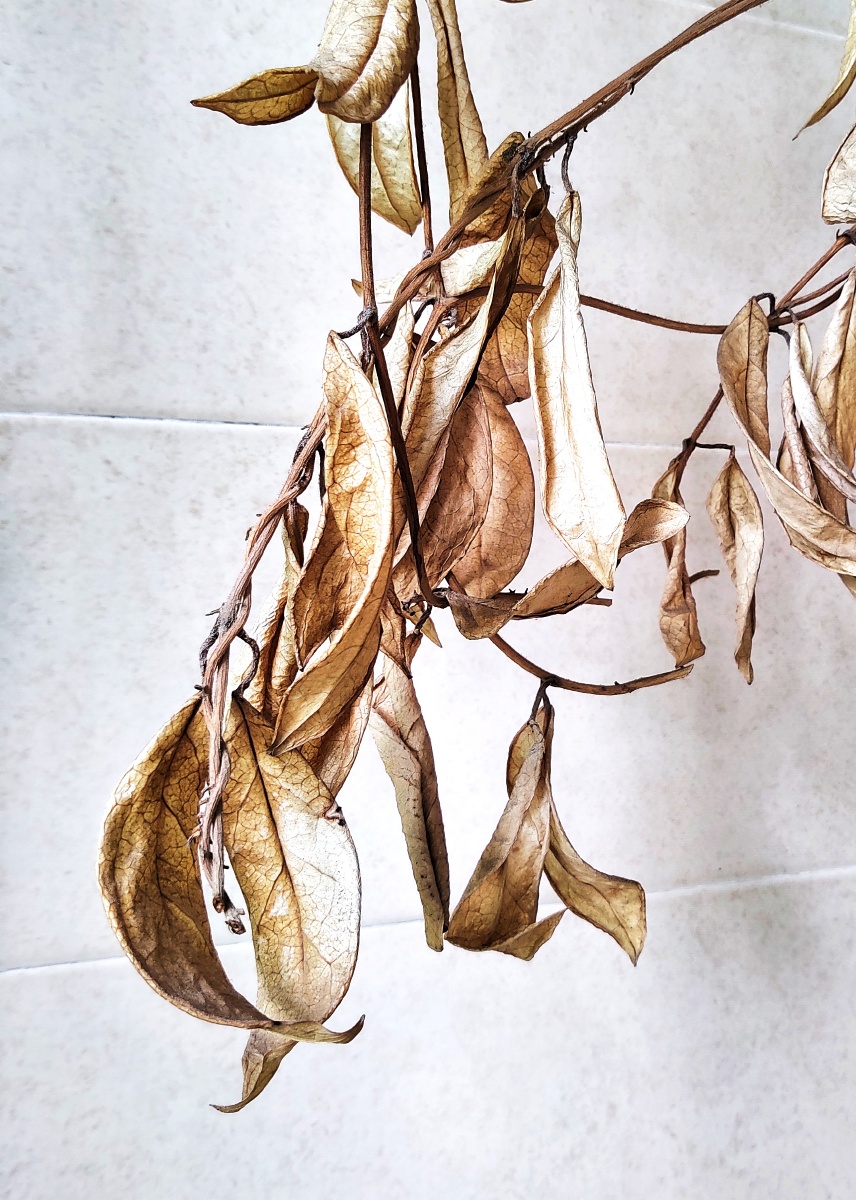 枯 挂在墙边的绣球花枯枝