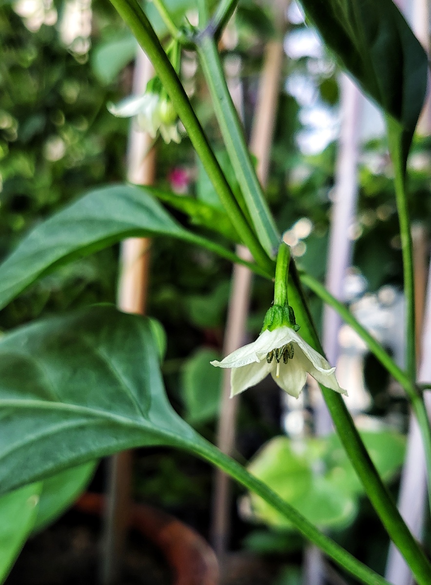 辣椒,别名:牛角椒,长辣椒,菜椒,灯笼椒,为木兰纲,茄科,辣椒属一年或