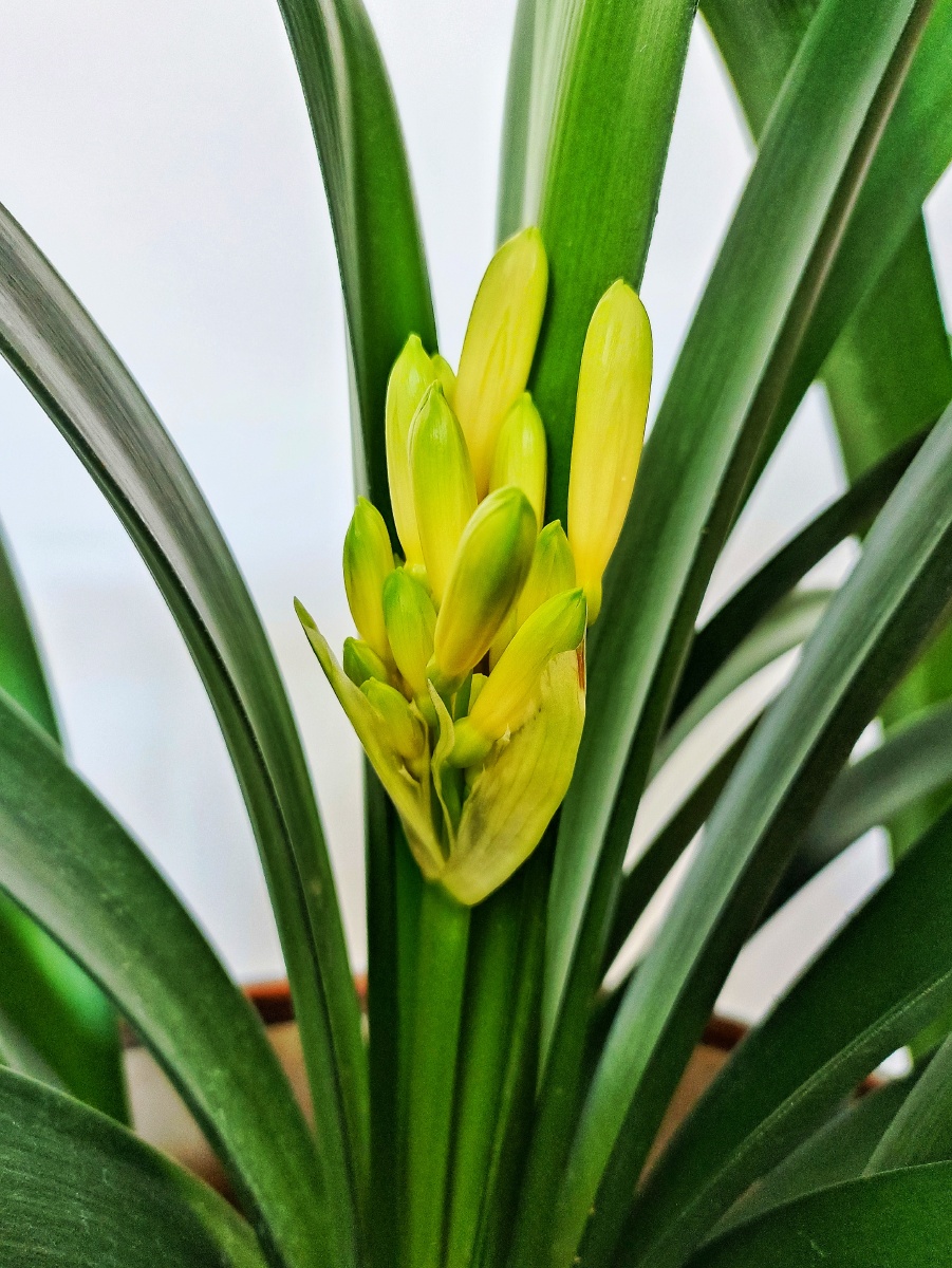 细叶黄花君子兰是窄叶片开黄色花朵的君子兰是从南非澳大利亚日本等国