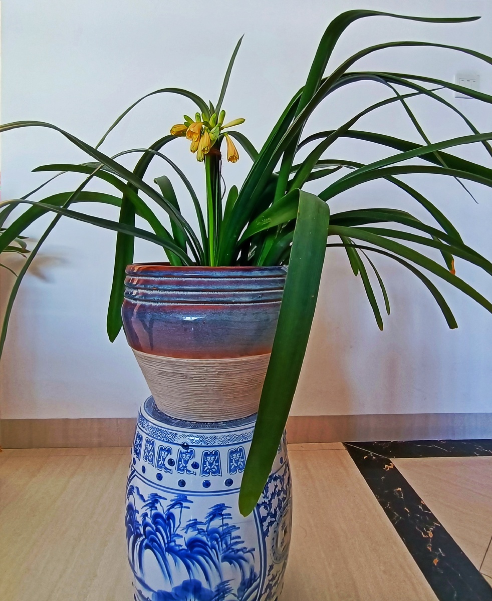 细叶黄花君子兰是窄叶片开黄色花朵的君子兰是从南非澳大利亚日本等国