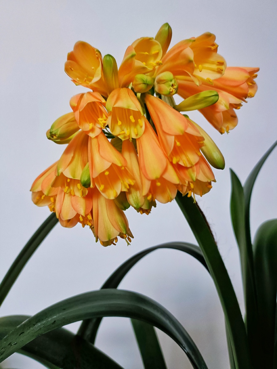 细叶黄花君子兰是窄叶片开黄色花朵的君子兰是从南非澳大利亚日本等国