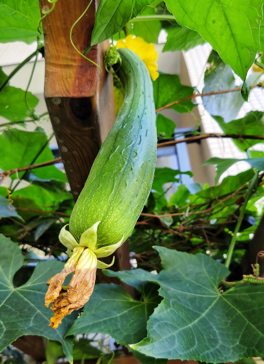 丝瓜是葫芦科一年生攀援藤本果为夏季蔬菜成熟时里面的网状纤维称丝瓜