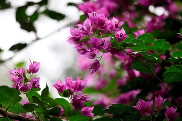 ShenZhen city flower -- Bougainv
