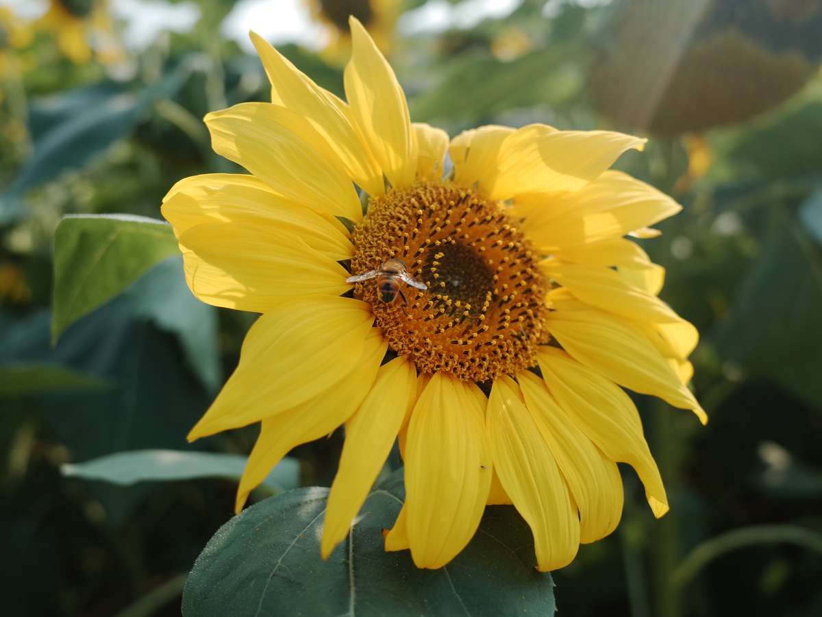 最可爱的花向日葵