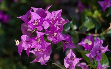 interesting flower
