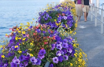 Flowers in Luzern dock
