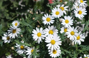 Flowers in Murren