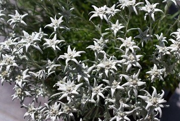 Flowers in Murren