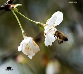 DSC_7356-2_dh