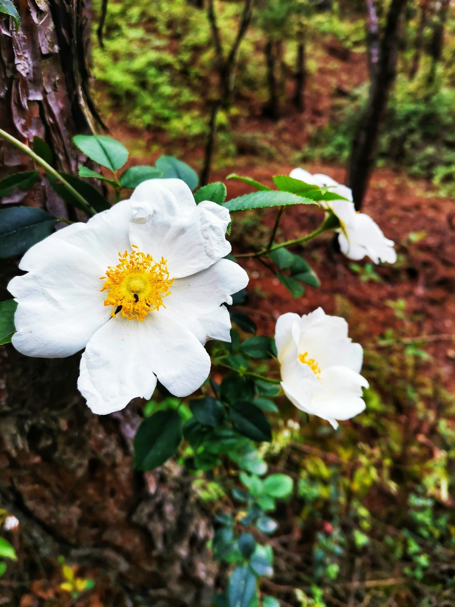 金樱子蔷薇亚属金樱子宋代姚西岩三月花如檐卜香霜中采实似金黄煎成