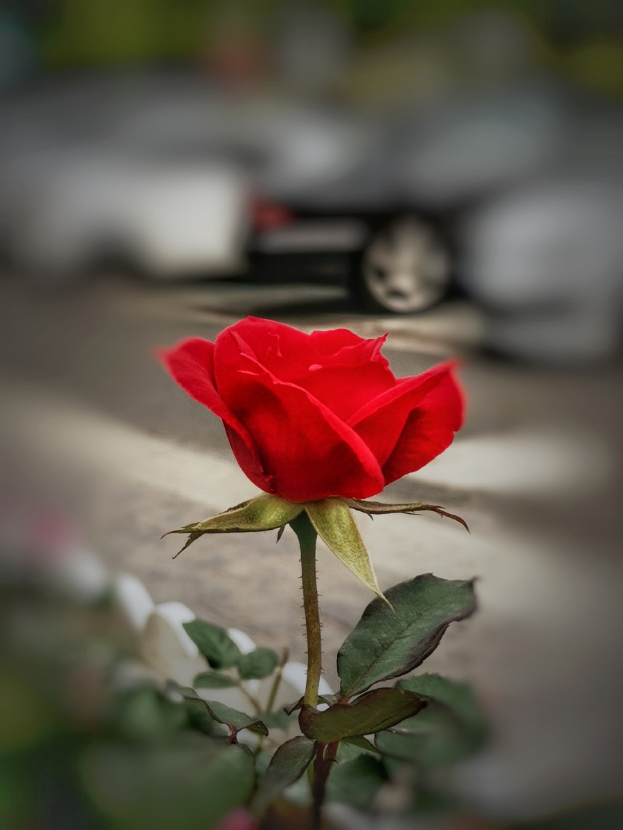 一枝独秀玫瑰花开