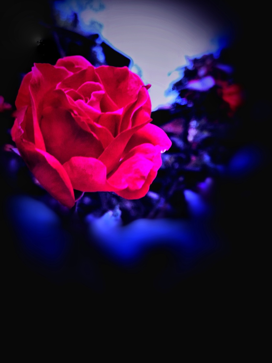 绽放.幽蓝夜玫瑰