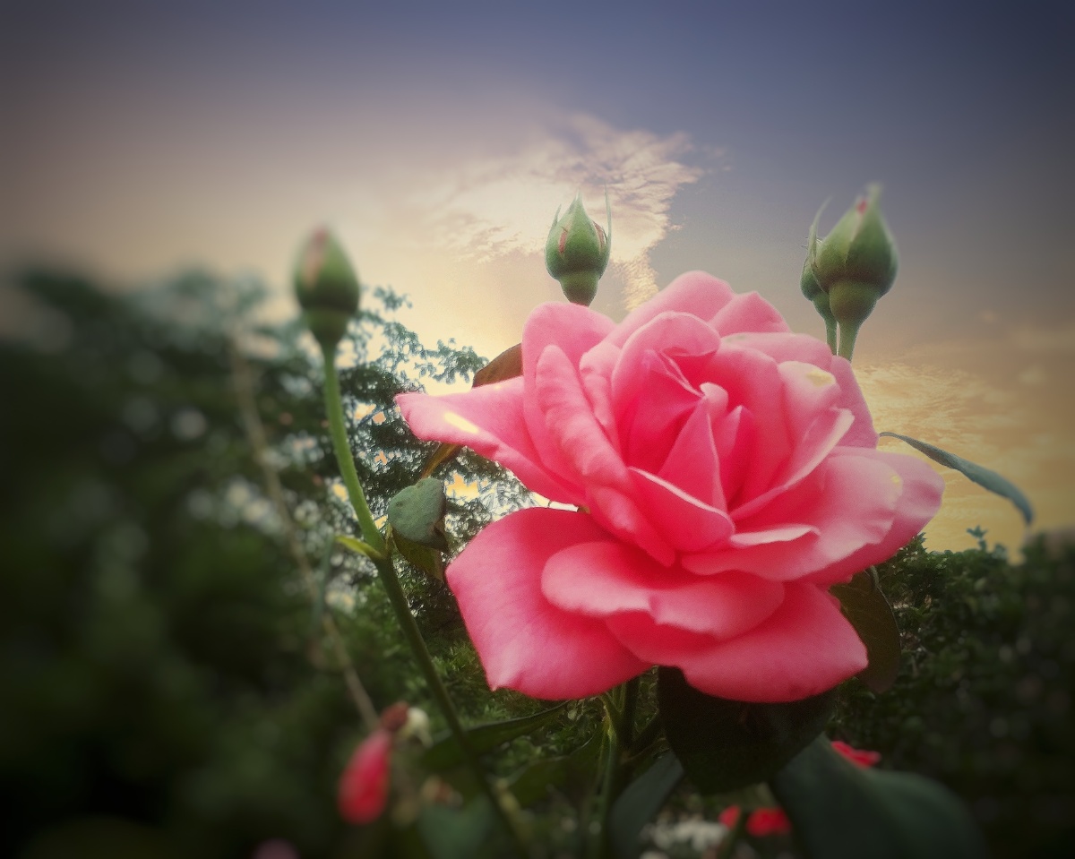 玫瑰花开怒放吉祥