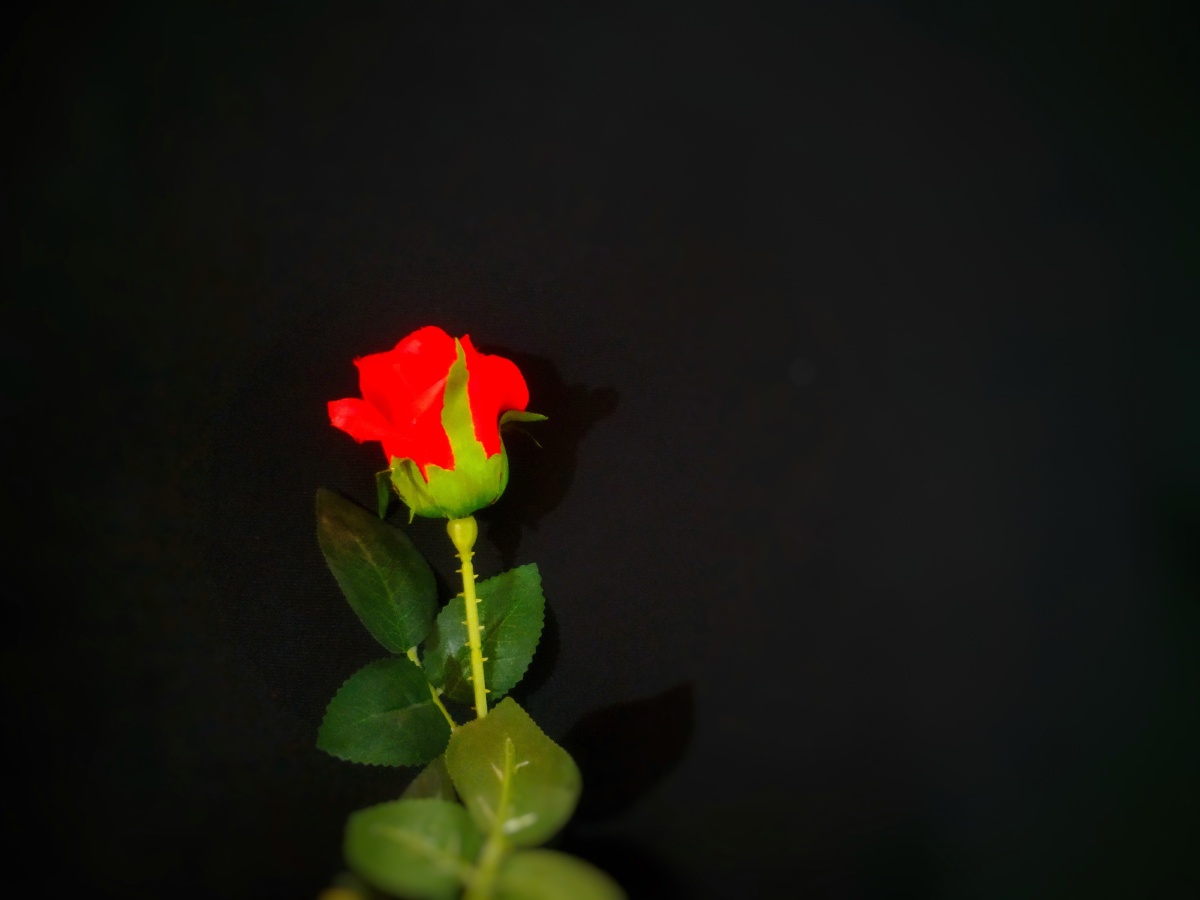 玫瑰花开一枝独秀