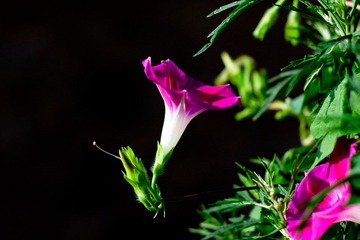 牵牛花