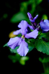 IMG_4126-2