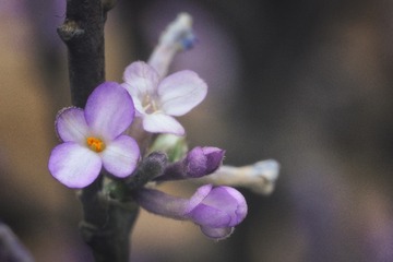 453D08B1-99E4-45EF-870B-0797D679ADD7/L0/001