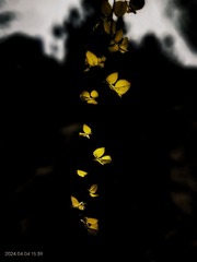 1000021681