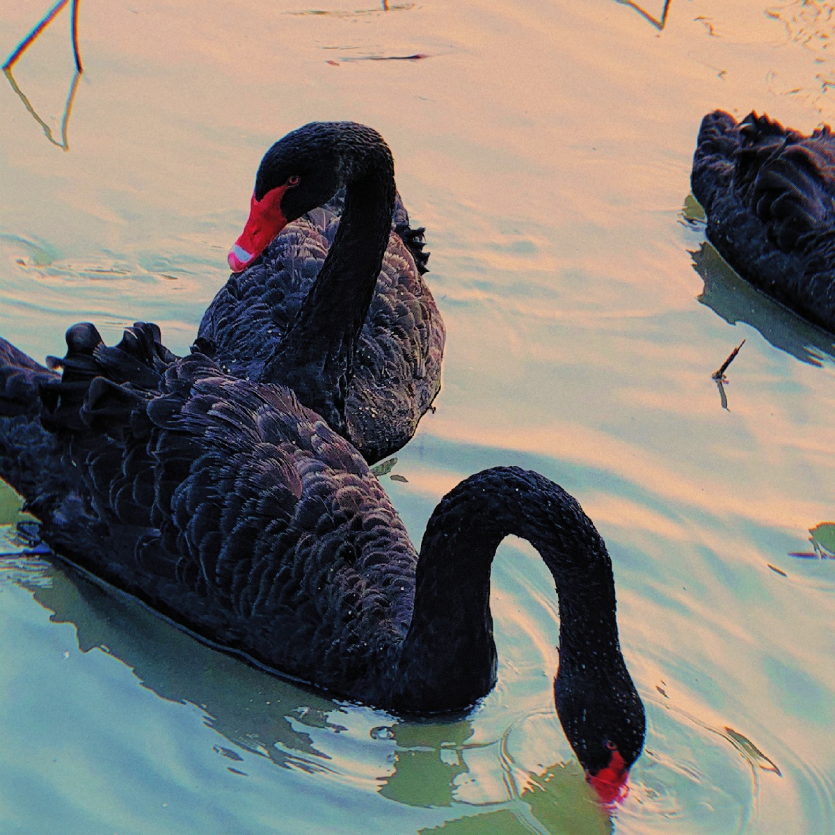 高贵的黑天鹅61澳大利亚赠予