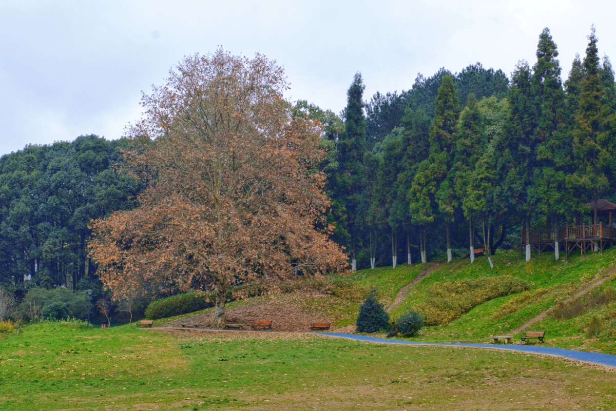 贵阳药用植物园